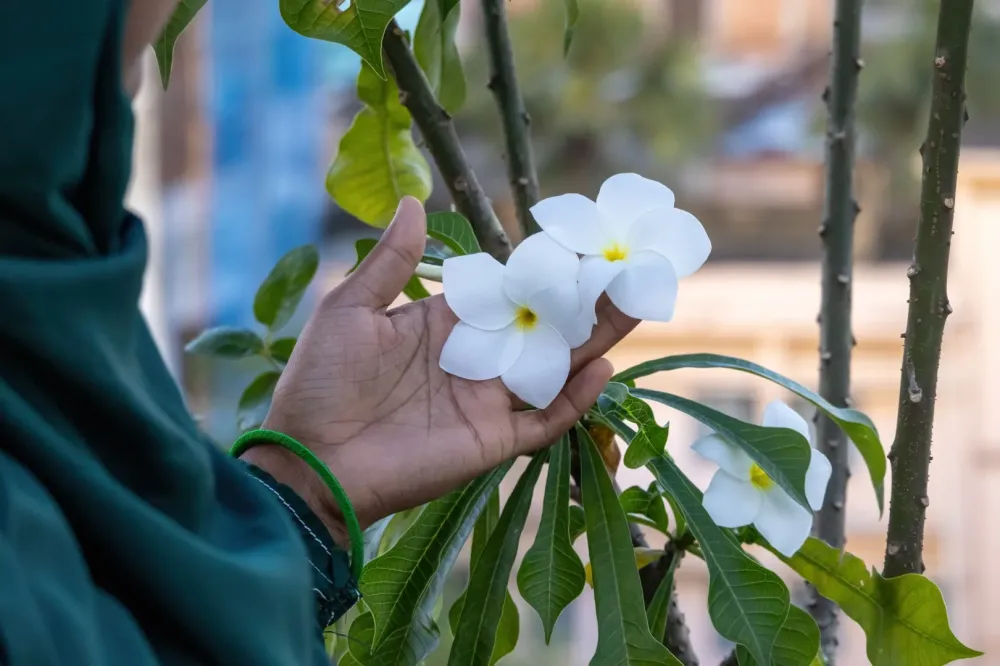 Rapatriement corps à Champigny-sur-Marne